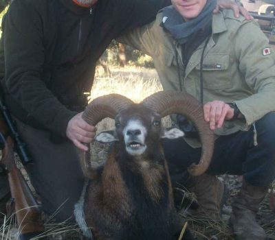 Marcopolo Sheep Hunting