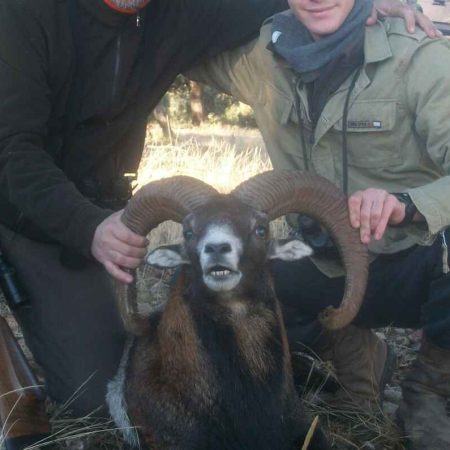 Marcopolo Sheep Hunting